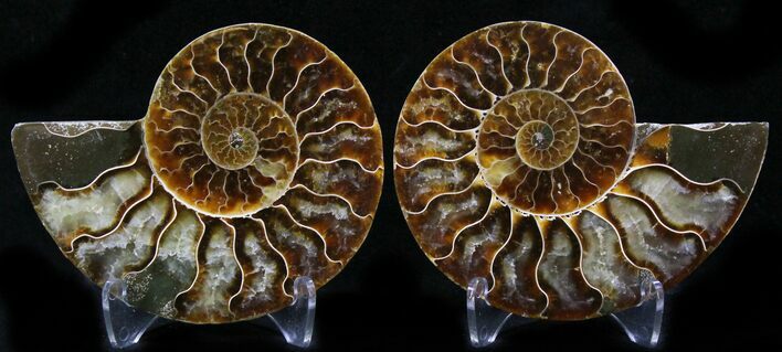 Polished Ammonite Pair - Million Years #26278